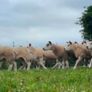 Pedigree Texel rams shearlings Image 7