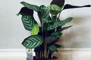 Calathea Compact Star in 14cm pot and 50cm in height