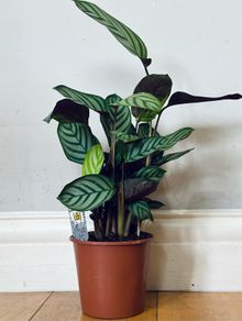 Calathea Compact Star in 14cm pot and 50cm in height