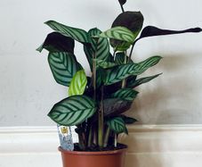 Calathea Compact Star in 14cm pot and 50cm in height