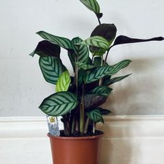 Calathea Compact Star in 14cm pot and 50cm in height