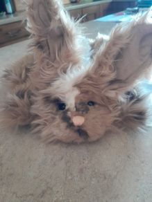 charlie bear meadow bunny puppet