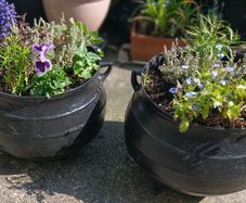 Two Heavy olde worlde cast iron Pots with plants