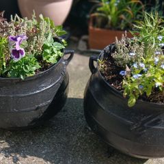 Two Heavy olde worlde cast iron Pots with plants