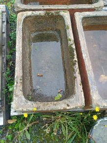 Antique cattle troughs