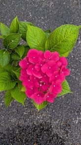 Hydrangea