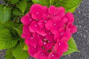Hydrangea
