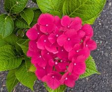 Hydrangea