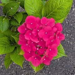 Hydrangea