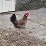 hens Image 6