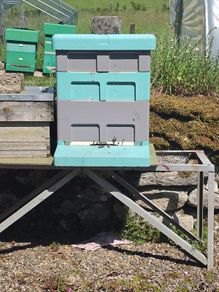 bee hives with bees