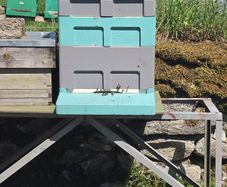 bee hives with bees