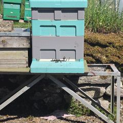 bee hives with bees