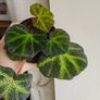 Begonia Solimutata Plant Image 4