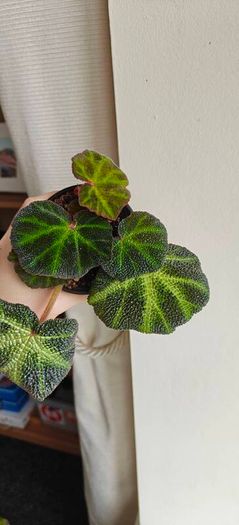 Begonia Solimutata Plant
