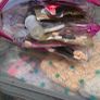 Gel and acrylic items Image 7