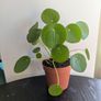Pillea/ Chinese Money Plant Image 3