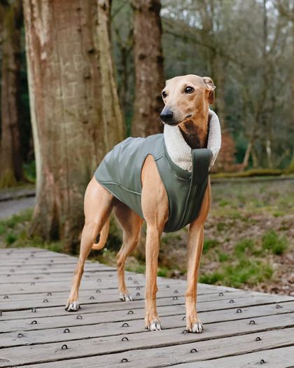 Whippet/Lurcher weather resistant fitted raincoat