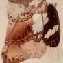 South African Butterfly Art Image 8