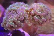 Hammer Coral Frag Hologram