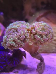 Hammer Coral Frag Hologram