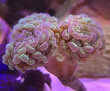 Hammer Coral Frag Hologram