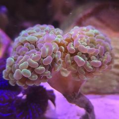 Hammer Coral Frag Hologram