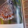 Nature Guide to the Aran Islands / Con O Rourke/ 2006/ Lilliput Press/ 1st edition Image 6