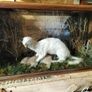 taxidermy Image 5