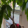Money Tree - 63cm tall Image 4