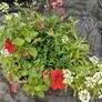 Hanging baskets Image 2