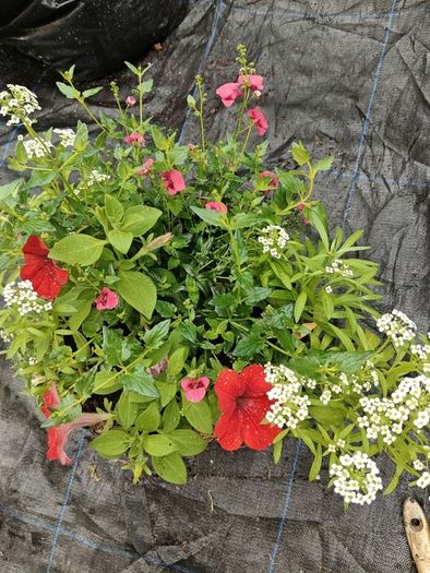 Hanging baskets