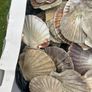 Flat sea shells Image 6