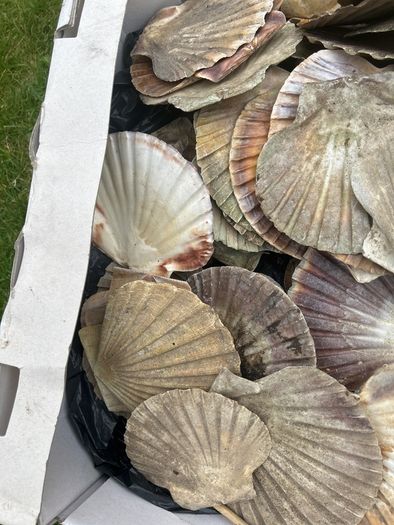 Flat sea shells