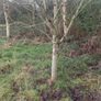 Mature Trees Image 5