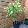 lemon tree Image 3