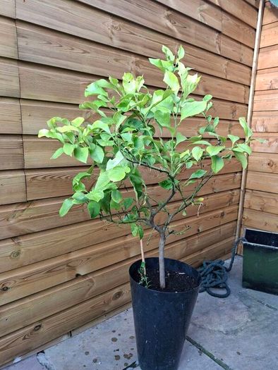 lemon tree