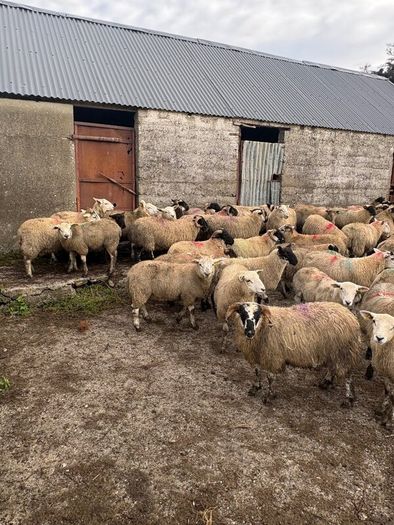 120 store lambs (32-37kg)