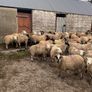 120 store lambs (32-37kg) Image 4