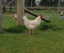 Le bresse x Road island red roosters