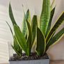 Snake Plants Image 4