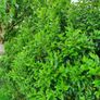 Portuguese Laurel Hedging Image 4