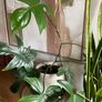 Beautiful exotic plant Image 3