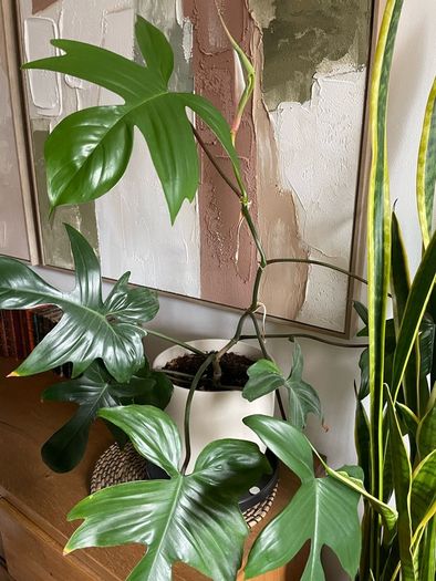 Beautiful exotic plant