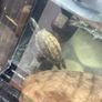 Tutles Image 2