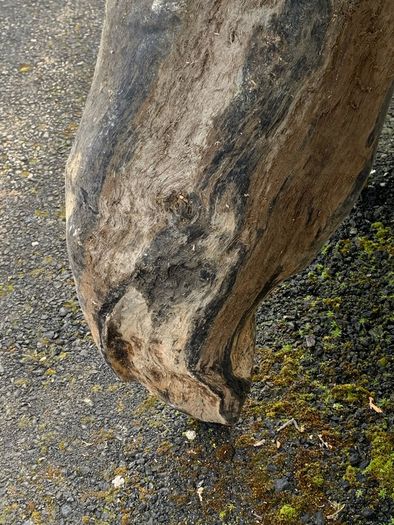 Substantial Collection of Old Bog Oak. Delivery by van can be arranged.