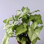 Syngonium Arrowhead Plant Image 5