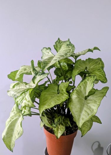 Syngonium Arrowhead Plant