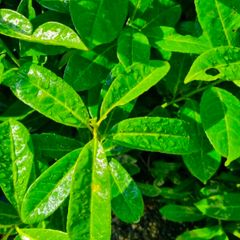 laural Mature Hedge 6ft tall