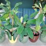 The Madagascar Jewel Seeds and Plants Image 2